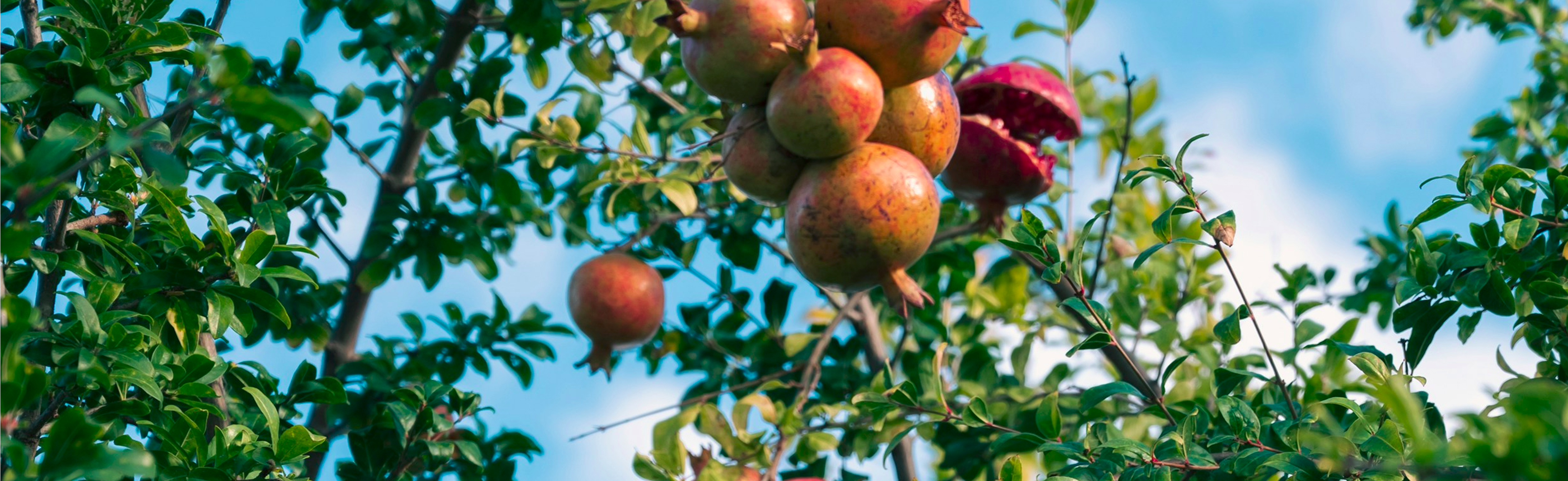 Cofrutos environmental commitment